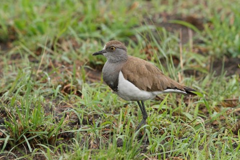 Black-winged Lapwing, Vanellus melanopterus, Uganda, Lake Victoria NP