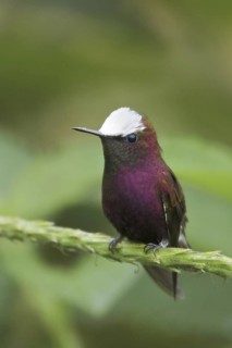 Snowcap (Microchera albocoronata), Costa Rica