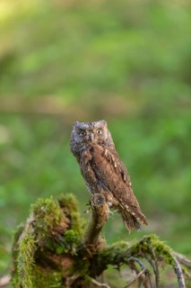 One Eurasian scops owl (Otus scops) sitting on a twig with intense green grass in the background