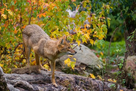One golden jackal (Canis aureus) stands on a fallen tree trunk. Behind him is a tree in intense
