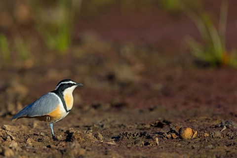 Crocodile-bird, (Pluvianus aegytpticus), Crocodile-bird, Egyptian Plover, Pluvian fluviatile,