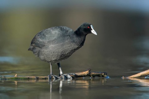 Eurasian Coot (Fulica atra), Victoria, Australia
