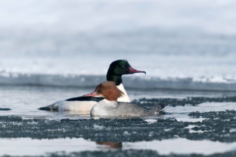 Goosander, goose säger, mergus merganser, anatidae, birds, ice, duckbirds, female, ice, male, snow,