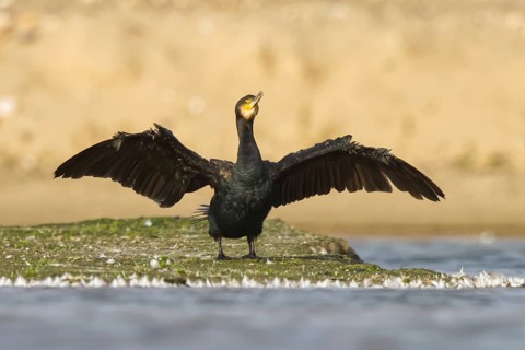 Great Cormorant (Phalacrocorax carbo) drying its wings, North Rhine-Westphalia, Germany