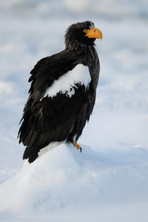 Steller's Sea Eagle (Haliaeetus pelagicus), Hokkaido, Japan