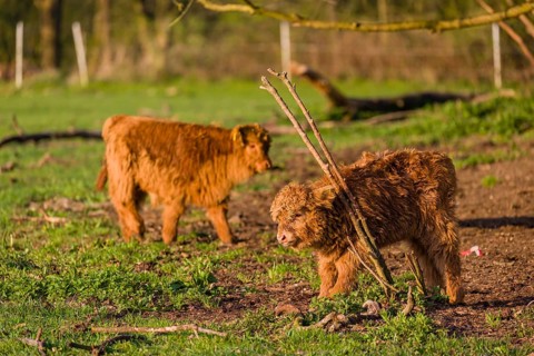 Two Highland calves (Bos primigenius) taurus) stand on a pasture
