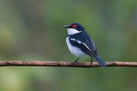 Brown-throated Wattle-eye (Platysteira cyanea) male perched on a branch, Uganda