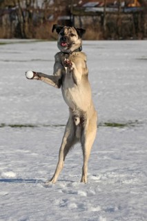 Kangal, Anatolian guard dog jumps after thrown snowball, original photo, no fake, rare, funny