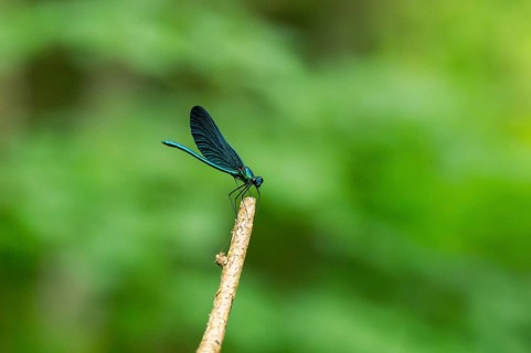 Beautiful demoiselle (Calopteryx virgo) damselfly sitting on a blade of grass, Bavaria, Germany