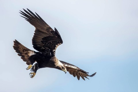 Spanish Imperial Eagle (Aquila adalberti) flying, Andalusia, Spain
