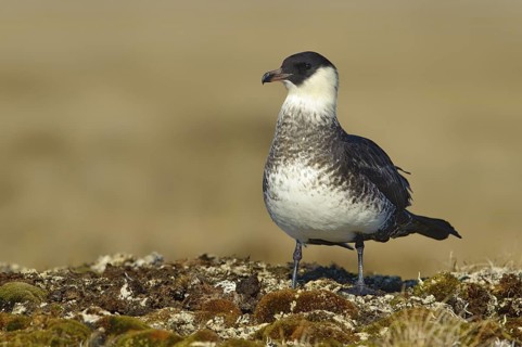 Pomarine Skua (Stercorarius pomarinus), Alaska, USA