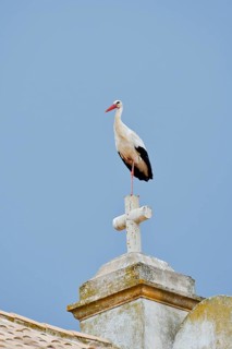 White stork (Ciconia ciconia) standing on the cross of a church, Portimao, Algarve, Portugal
