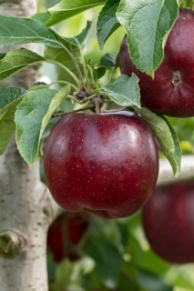 Apple (Malus domestica 'Isaaq'), Bayerische Landesanstalt für W, Germany