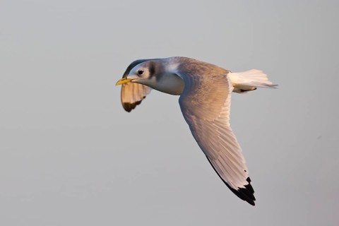 Black-legged Kittiwake (Rissa tridactyla tridactyla) flying, North Sea, Germany