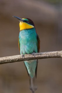 One European bee-eater (Merops apiaster) sitting on a twig in front of a breeding cliff