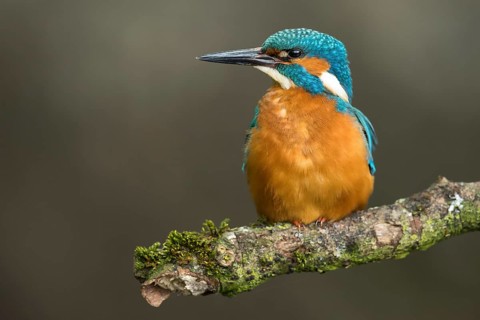 Common Kingfisher (Alcedo atthis) male perched on a branch, Lower Saxony, Germany