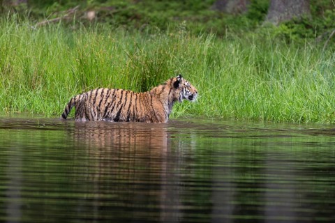 One young female Siberian Tiger, Panthera tigris altaica, running thru the shallow water of a pond
