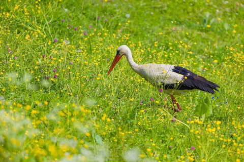 One white stork (Ciconia ciconia) looks for food on a yellow flowering meadow