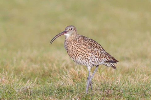 Eurasian curlew (Numenius arquata) running and calling in a meadow, Wildlife, Animals, Birds, Snipe
