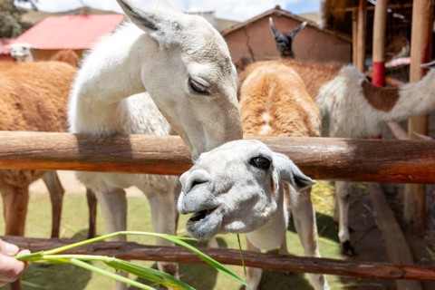Alpaca and Llama Farm, near Cusco, Peru
