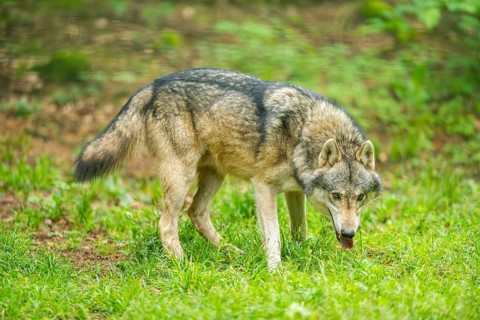 European gray wolf (Canis lupus lupus) in the forest, Germany