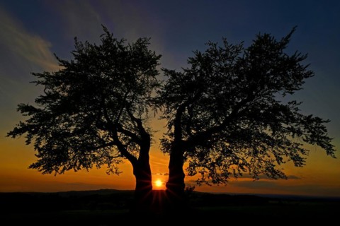 The Kalte Staude, a pair of beech trees, Presseck, Upper Franconia, Federal Republic of Germany