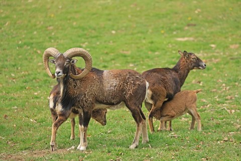 Mouflon (Ovis gmelini), wild sheep, Lohberg, Bavaria, Germany, Captive