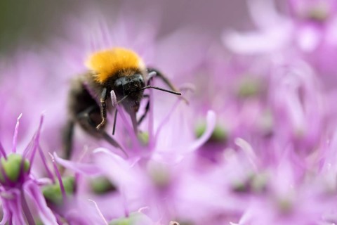 Tree bumblebee (Bombus hypnorum) adult bee insect feeding on a garden purple Allium flower in