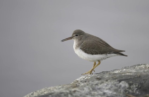 Spotted Sandpiper (Actitis macularius), California, USA