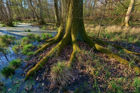Alluvial forest, close-up of large, moss-covered tree roots in the forest, oak, spring, Rote Lache