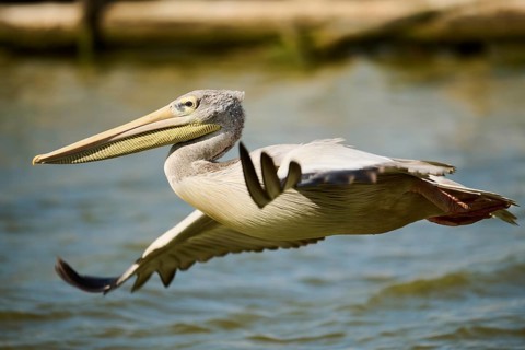 Great white pelican (Pelecanus onocrotalus) flying, France