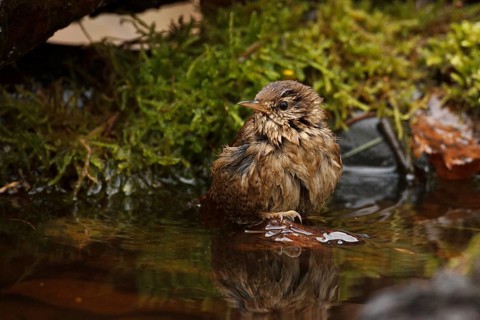 Eurasian Wren (Troglodytes troglodytes) bathing, Rhineland-Palatinate, Germany