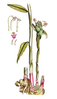 Amomum zinziber, ginger plant, digital reproduction of a historical original, between 1790 and 1810
