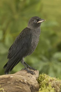 Western Jackdaw (Coloeus monedula), Rhineland-Palatinate, Germany