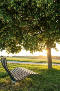 Blooming linden tree with wooden bench and sun star at romantic sunset, Baden Württemberg, Germany