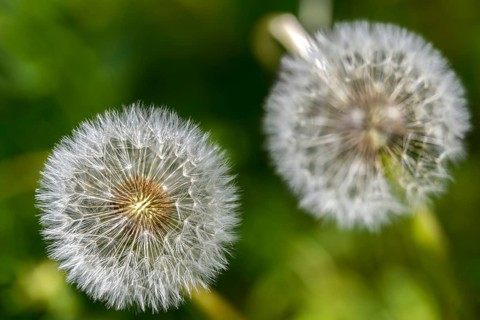 Asteraceae, common dandelion, daisy, dandelion, dandelion, dandelion, taraxacum officinale agg.,