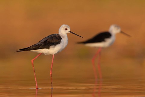 Black-winged Stilt (Himantopus himantopus), Portalegre, Portugal