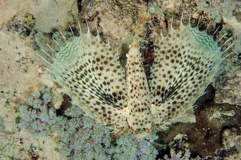 Underwater photo close-up view of spread fins of Oriental Flyingcock (Dactylopterus orientalis)