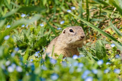 A fully grown ground squirrel (Spermophilus citellus) rests on a sunny day in a green meadow with
