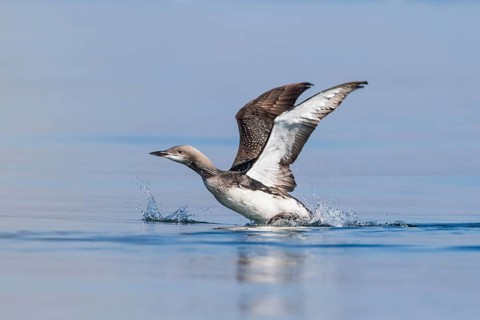 Black-throated Loon (Gavia arctica), Baden-Wuerttemberg, Germany