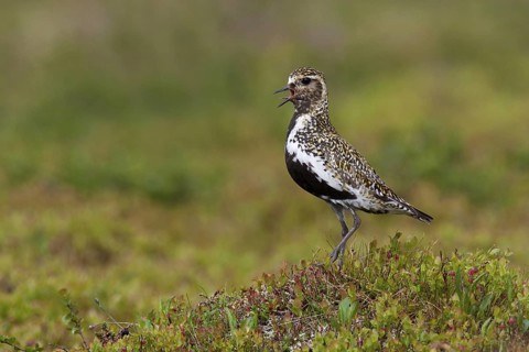 European Golden Plover (Pluvialis apricaria), Sweden