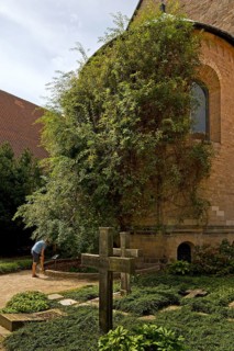 Thousand-year-old rose bush in the cemetery of the Mariendom, landmark of the city of Hildesheim,