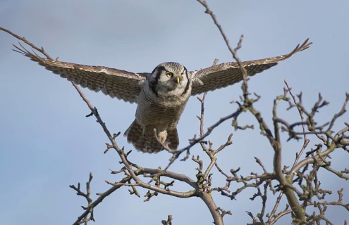 Northern Hawk-Owl (Surnia ulula), Saxony, Germany