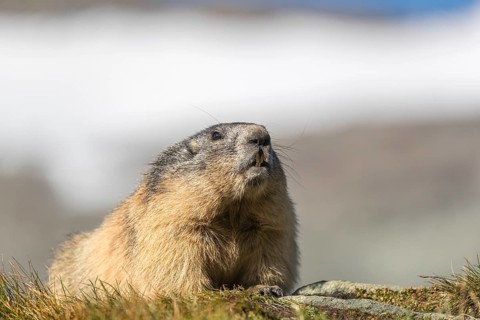 One adult Alpine Marmot, Marmota marmota, standing on green grass. Distant mountains in the