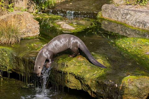 One giant otter or giant river otter (Pteronura brasiliensis) jumping down into the river from a