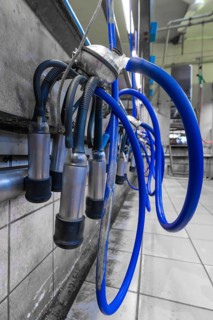 Intertwined blue hoses of a modern milking machine in a dairy farm, Haselstaller Hof, Gechingen,