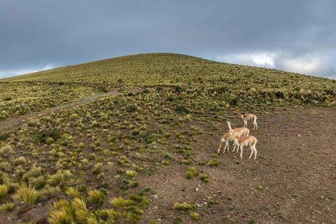 A group of guanacos grazes peacefully in the Andean Highlands of La Puna, Argentina. The serene