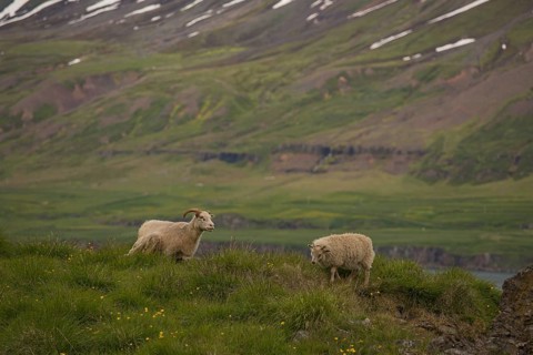 Grazing sheep in fresh green grass, Seydisfjordur, E Iceland