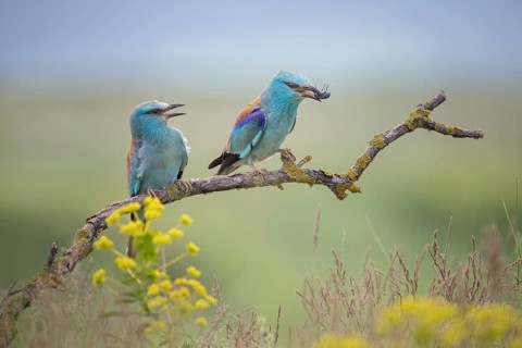 European Roller (Coracias garrulus), Bulgaria