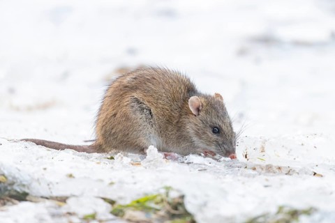 Brown rat (Rattus norvegicus) adult rodent animal searching for food on ice in winter, England,